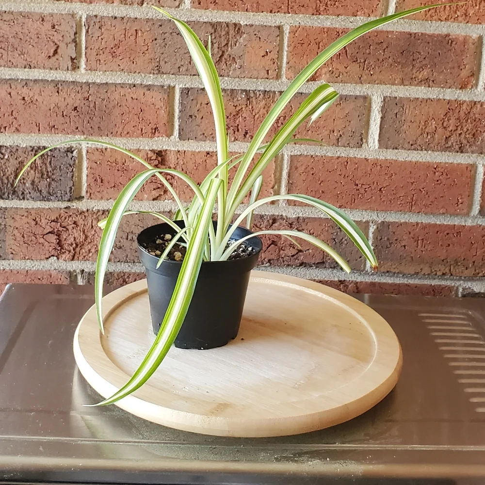 Spider Plant | Chlorophytum comosum 3" pot - Picture 4 of 8